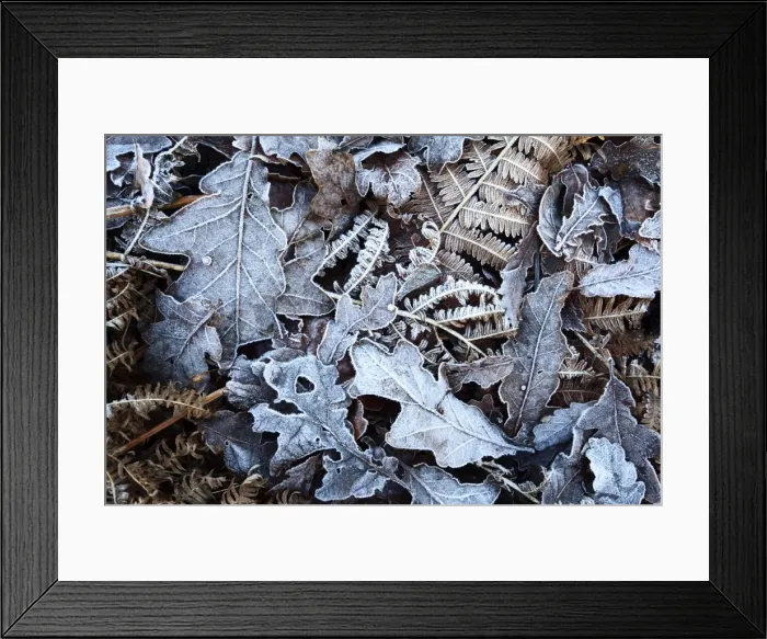 Framed Print : Frosty leaves including oak and bracken in Old Spring Wood near Summerbridge, North Yorkshire, England, United Kingdom, Europe Framed Print : Frosty leaves including oak and bracken in Old Spring Wood near Summerbridge, North Yorkshire, England, United Kingdom, Europe