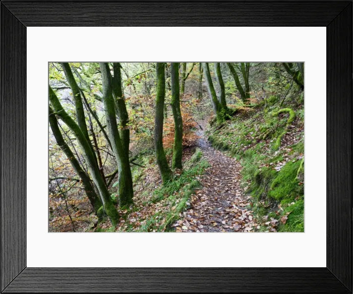 Framed Print : Brundholme Woods in autumn, Keswick, Cumbria, England, United Kingdom, Europe Framed Print : Brundholme Woods in autumn, Keswick, Cumbria, England, United Kingdom, Europe