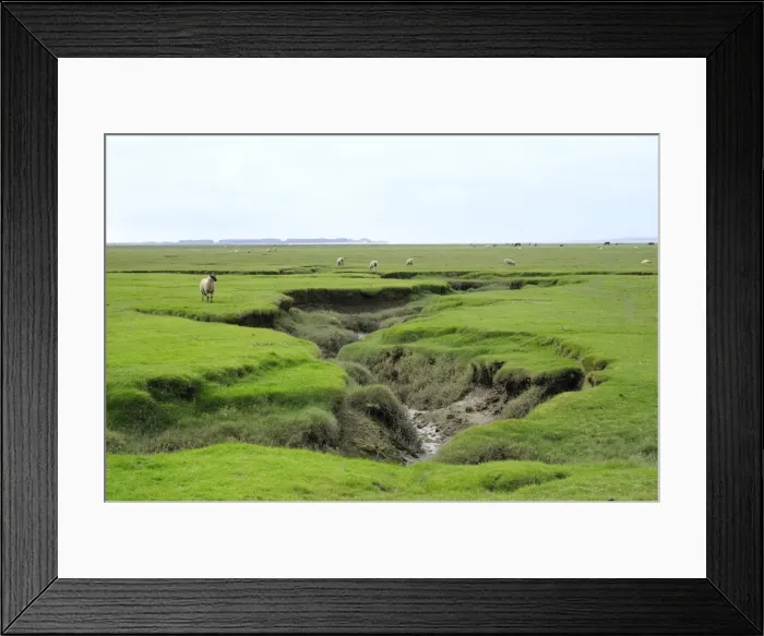 Framed Print : Sheep (Ovis aries) grazing Llanrhidian salt marshes by tidal creeks, The Gower Peninsula, Wales, United Kingdom, Europe Framed Print : Sheep (Ovis aries) grazing Llanrhidian salt marshes by tidal creeks, The Gower Peninsula, Wales, United Kingdom, Europe