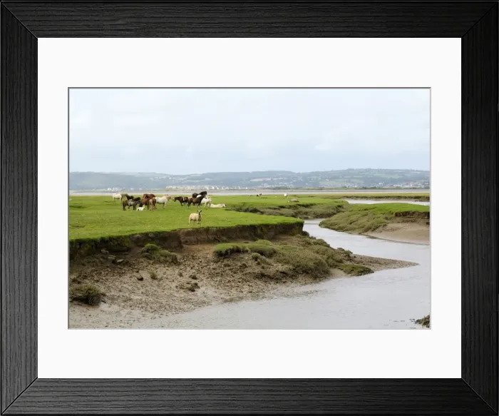 Framed Print : Sheep (Ovis aries) and Welsh ponies (Equus caballus) on Llanrhidian saltmarshes as the tide rises, The Gower Peninsula, Wales, United Kingdom, Europe Framed Print : Sheep (Ovis aries) and Welsh ponies (Equus caballus) on Llanrhidian saltmarshes as the tide rises, The Gower Peninsula, Wales, United Kingdom, Europe