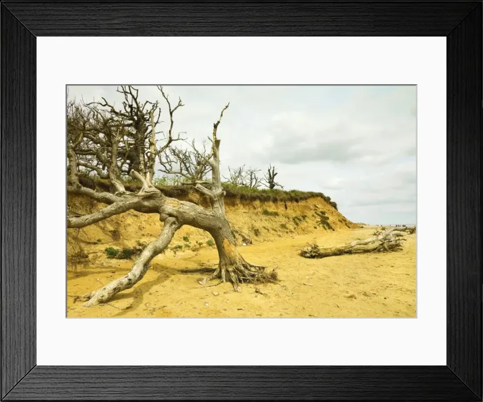 Framed Print : Severe erosion of loose Quaternary glacial sands on this coast that has retreated more than 500m since the1830s, Covehithe, Suffolk, England, United Kingdom, Europe