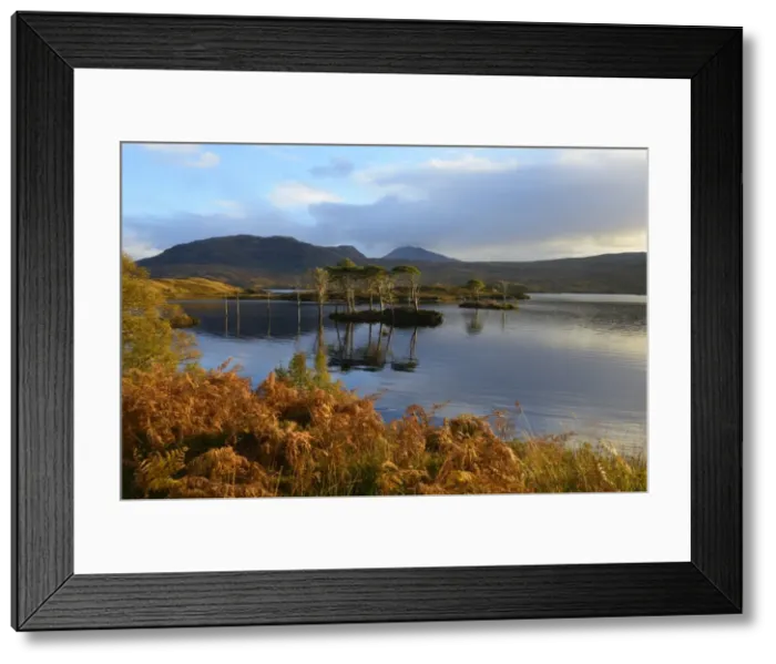 Framed Print : Evening sunlight, Loch Assynt, National Nature Reserve, Sutherland, Highlands, Scotland, United Kingdom, Europe Framed Print : Evening sunlight, Loch Assynt, National Nature Reserve, Sutherland, Highlands, Scotland, United Kingdom, Europe