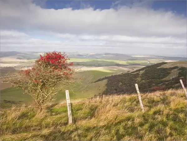 The rolling hills of the South Downs National Park near to Brighton, Sussex, England, United Kingdom, Europe