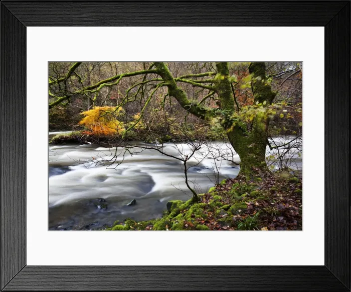 Framed Print : Autumn trees by the River Greta in Brundholme Woods, Keswick, Cumbria, England, United Kingdom, Europe Framed Print : Autumn trees by the River Greta in Brundholme Woods, Keswick, Cumbria, England, United Kingdom, Europe
