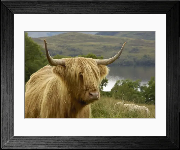 Framed Print : Highland cattle above Loch Katrine, Loch Lomond and Trossachs National Park, Stirling, Scotland, United Kingdom, Europe Framed Print : Highland cattle above Loch Katrine, Loch Lomond and Trossachs National Park, Stirling, Scotland, United Kingdom, Europe