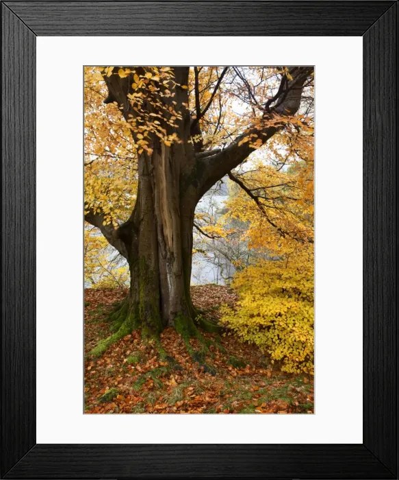 Framed Print : Autumn trees by Ullswater near Glenridding, Lake District National Park, Cumbria, England, United Kingdom, Europe Framed Print : Autumn trees by Ullswater near Glenridding, Lake District National Park, Cumbria, England, United Kingdom, Europe