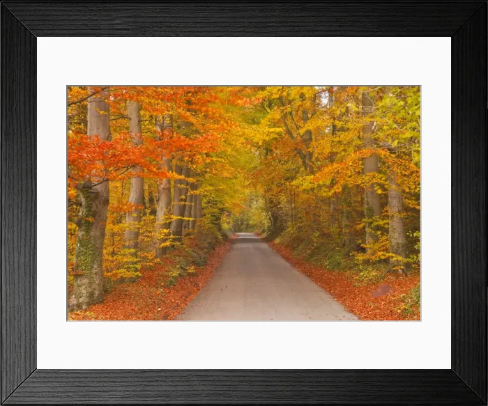Framed Print : Autumn colours in the beech trees on the road to Turkdean in the Cotwolds, Gloucestershire, England, United Kingdom, Europe Framed Print : Autumn colours in the beech trees on the road to Turkdean in the Cotwolds, Gloucestershire, England, United Kingdom, Europe
