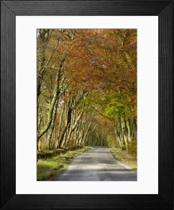 Framed Print : Avenue of beech trees, near Laurieston, Dumfries and Galloway, Scotland, United Kingdom, Europe Framed Print : Avenue of beech trees, near Laurieston, Dumfries and Galloway, Scotland, United Kingdom, Europe