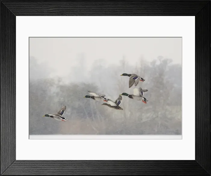 Framed Print : Four Mallard drakes (Anas platyrhynchos) and a duck flying over frozen lake in snowstorm, Wiltshire, England, United Kingdom, Europe Framed Print : Four Mallard drakes (Anas platyrhynchos) and a duck flying over frozen lake in snowstorm, Wiltshire, England, United Kingdom, Europe