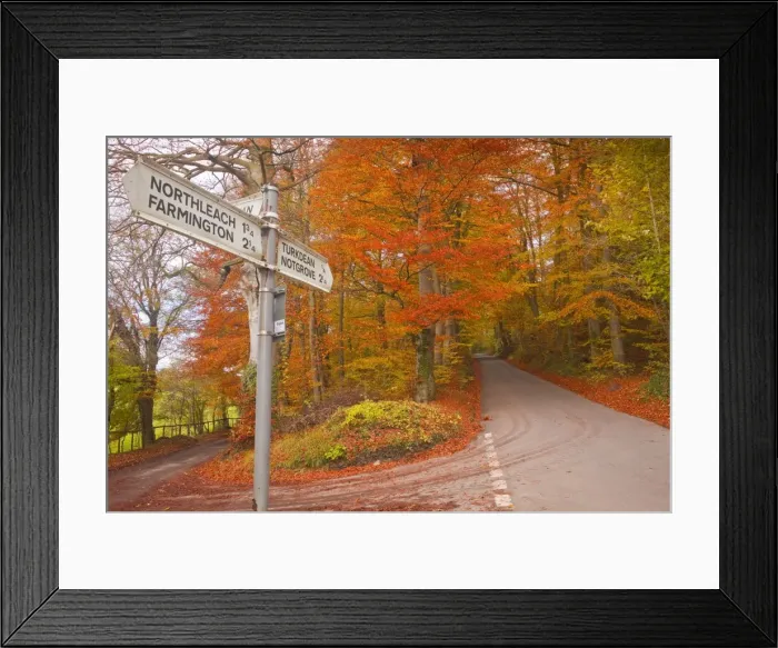 Framed Print : Autumn colours in the beech trees on the road to Turkdean in the Cotwolds, Gloucestershire, England, United Kingdom, Europe Framed Print : Autumn colours in the beech trees on the road to Turkdean in the Cotwolds, Gloucestershire, England, United Kingdom, Europe