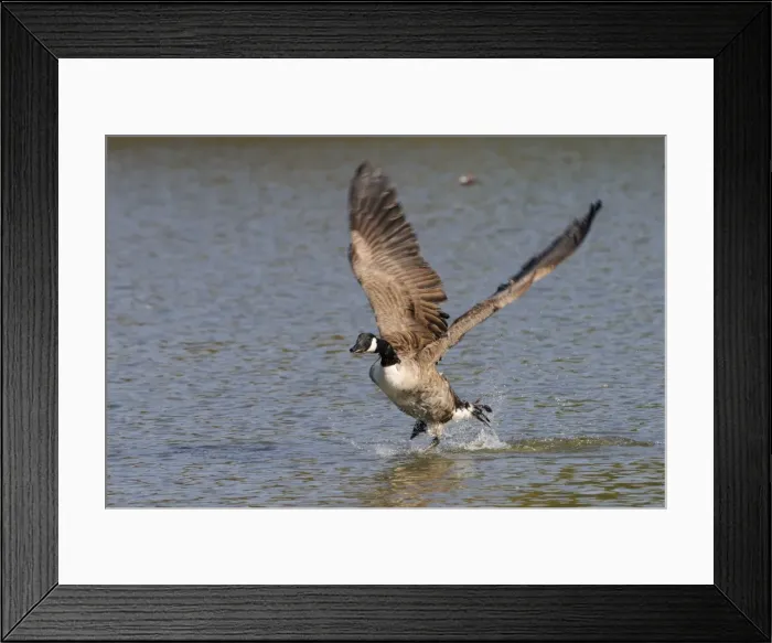 Framed Print : Canada goose (Branta canadensis) running on surface of a lake and flapping hard to take off, Wiltshire, England, United Kingdom, Europe Framed Print : Canada goose (Branta canadensis) running on surface of a lake and flapping hard to take off, Wiltshire, England, United Kingdom, Europe