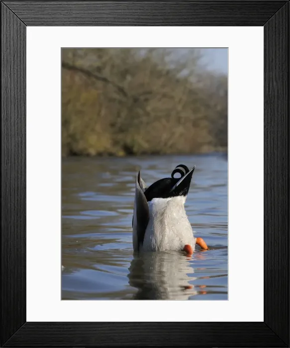 Framed Print : Mallard drake (Anas platyrhynchos) upended dabbling for food in lake, Wiltshire, England, United Kingdom, Europe Framed Print : Mallard drake (Anas platyrhynchos) upended dabbling for food in lake, Wiltshire, England, United Kingdom, Europe