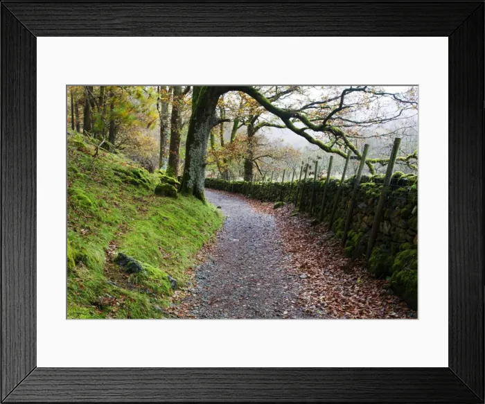 Framed Print : Track through Woodland near Grange, Borrowdale, Lake District National Park, Cumbria, England, United Kingdom, Europe Framed Print : Track through Woodland near Grange, Borrowdale, Lake District National Park, Cumbria, England, United Kingdom, Europe