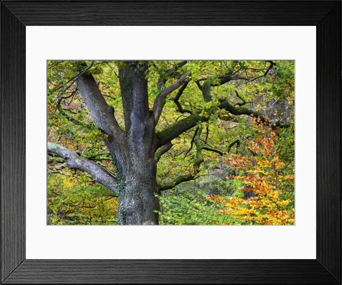 Framed Print : Autumn tree in Borrowdale, Lake District National Park, Cumbria, England, United Kingdom, Europe Framed Print : Autumn tree in Borrowdale, Lake District National Park, Cumbria, England, United Kingdom, Europe