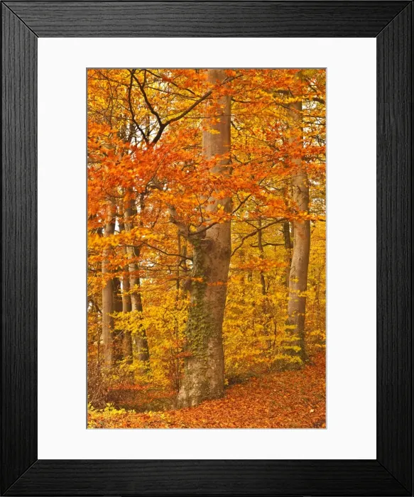Framed Print : Autumn colours in the beech trees near to Turkdean in the Cotwolds, Gloucestershire, England, United Kingdom, Europe Framed Print : Autumn colours in the beech trees near to Turkdean in the Cotwolds, Gloucestershire, England, United Kingdom, Europe