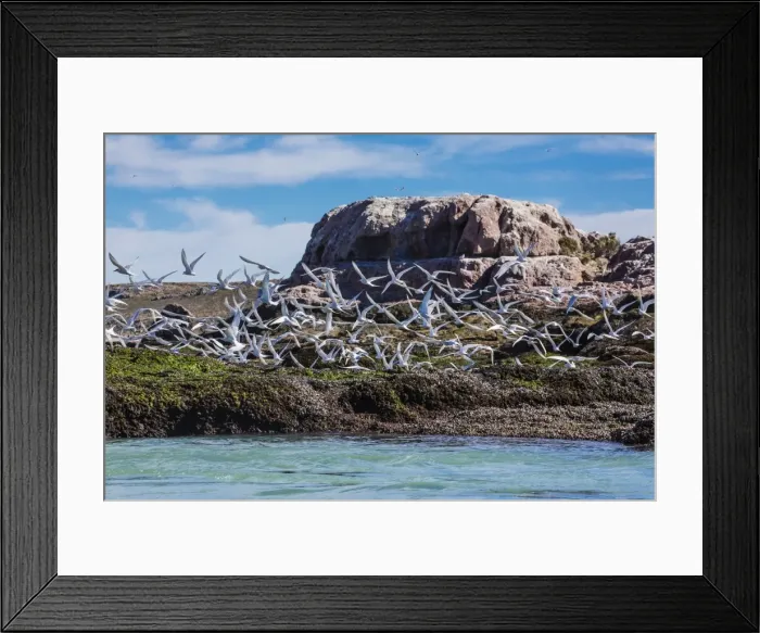 Framed Print : South American terns (Sterna hirundinacea) near Rio Deseado, Puerto Deseado, Santa Cruz, Patagonia, Argentina, South America Framed Print : South American terns (Sterna hirundinacea) near Rio Deseado, Puerto Deseado, Santa Cruz, Patagonia, Argentina, South America