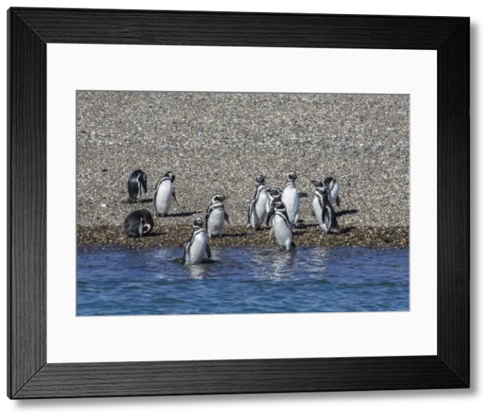 Framed Print : Adult Magellanic penguins (Spheniscus magellanicus), Puerto Deseado, Patagonia, Argentina, South America Framed Print : Adult Magellanic penguins (Spheniscus magellanicus), Puerto Deseado, Patagonia, Argentina, South America