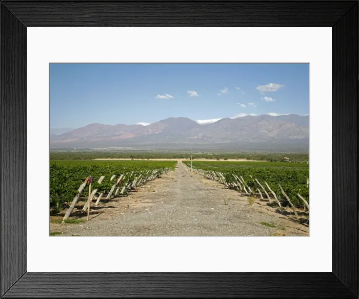 Framed Print : Vineyards in Cafayate, Valles Calchaquies, Salta Province, Argentina, South America Framed Print : Vineyards in Cafayate, Valles Calchaquies, Salta Province, Argentina, South America