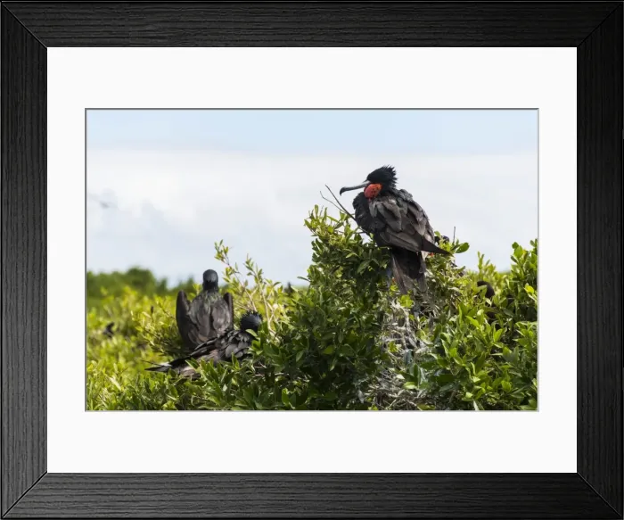 Framed Print : Frigate bird colony in the Codrington lagoon, Barbuda, Antigua and Barbuda, West Indies, Caribbean, Central America Framed Print : Frigate bird colony in the Codrington lagoon, Barbuda, Antigua and Barbuda, West Indies, Caribbean, Central America