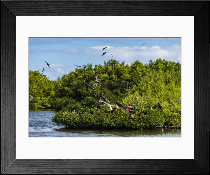 Framed Print : Frigate bird colony in the Codrington lagoon, Barbuda, Antigua and Barbuda, West Indies, Caribbean, Central America Framed Print : Frigate bird colony in the Codrington lagoon, Barbuda, Antigua and Barbuda, West Indies, Caribbean, Central America