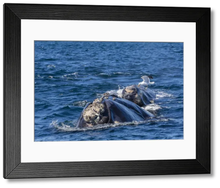 Framed Print : Southern right whale (Eubalaena australis) calf being fed upon by kelp gull (Larus dominicanus), Golfo Nuevo, Peninsula Valdes, Argentina, South America Framed Print : Southern right whale (Eubalaena australis) calf being fed upon by kelp gull (Larus dominicanus), Golfo Nuevo, Peninsula Valdes, Argentina, South America