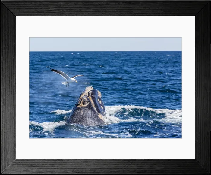 Framed Print : Southern right whale (Eubalaena australis) calf being harassed by kelp gull (Larus dominicanus), Golfo Nuevo, Peninsula Valdes, Argentina, South America Framed Print : Southern right whale (Eubalaena australis) calf being harassed by kelp gull (Larus dominicanus), Golfo Nuevo, Peninsula Valdes, Argentina, South America
