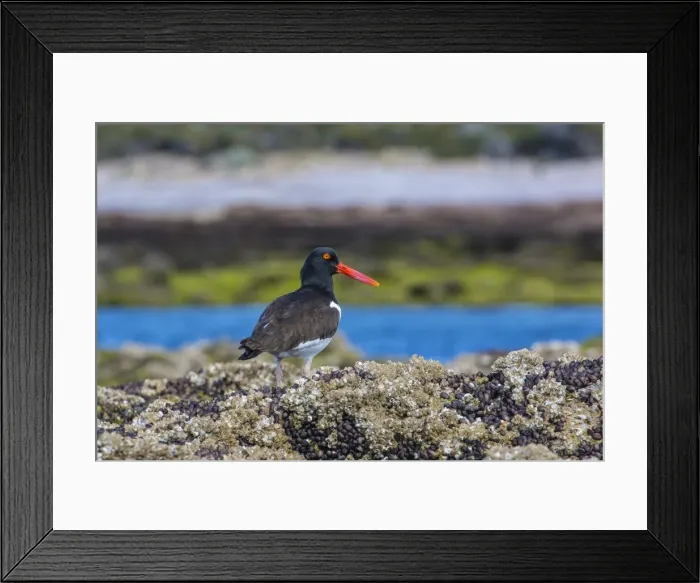 Framed Print : Magellanic oystercatcher (Haematopus leucopodus), Bahia Bustamante, Patagonia, Argentina, South America Framed Print : Magellanic oystercatcher (Haematopus leucopodus), Bahia Bustamante, Patagonia, Argentina, South America