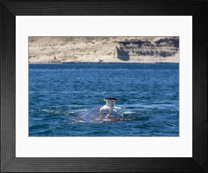 Framed Print : Southern right whale (Eubalaena australis) being fed upon by kelp gull (Larus dominicanus), Golfo Nuevo, Peninsula Valdes, Argentina, South America Framed Print : Southern right whale (Eubalaena australis) being fed upon by kelp gull (Larus dominicanus), Golfo Nuevo, Peninsula Valdes, Argentina, South America