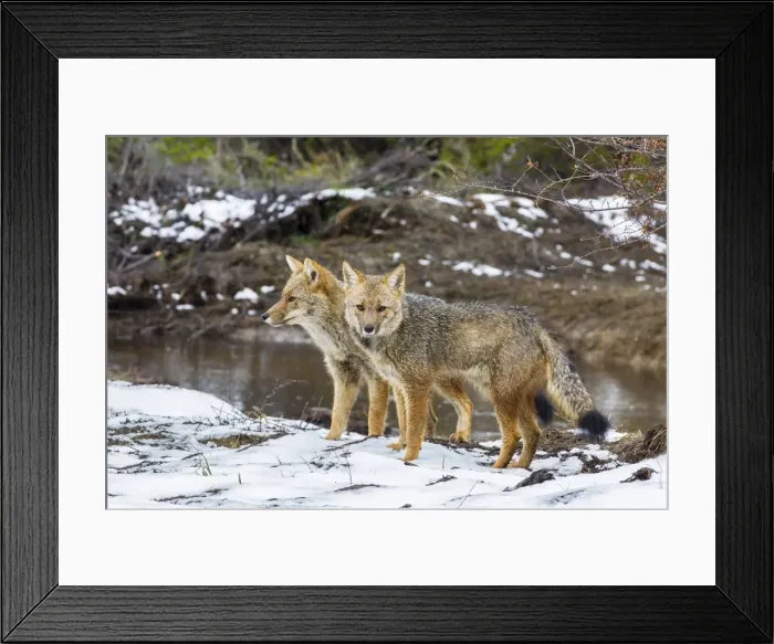 Framed Print : Adult Patagonian red fox (Lycalopex culpaeus) pair in La Pataya Bay, Beagle Channel, Argentina, South America Framed Print : Adult Patagonian red fox (Lycalopex culpaeus) pair in La Pataya Bay, Beagle Channel, Argentina, South America