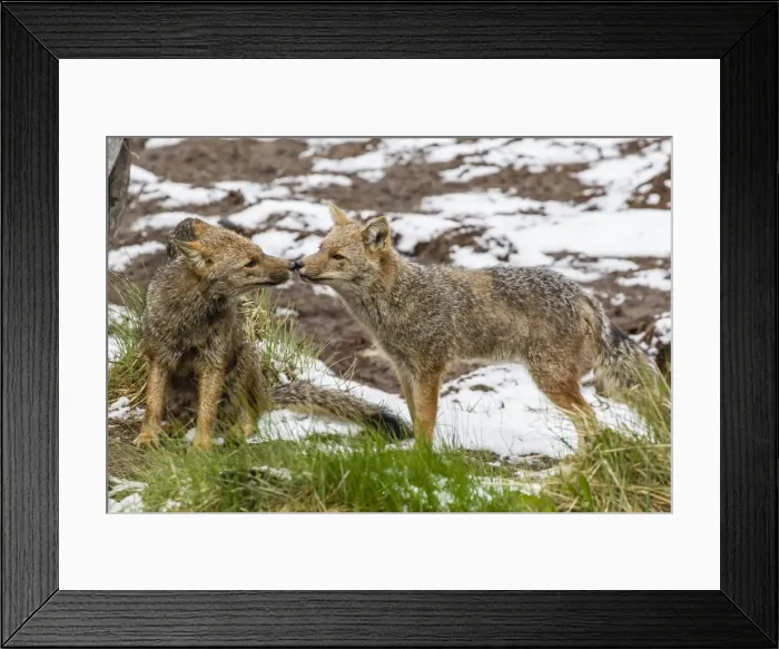 Framed Print : Adult Patagonian red fox (Lycalopex culpaeus) pair in La Pataya Bay, Beagle Channel, Argentina, South America Framed Print : Adult Patagonian red fox (Lycalopex culpaeus) pair in La Pataya Bay, Beagle Channel, Argentina, South America