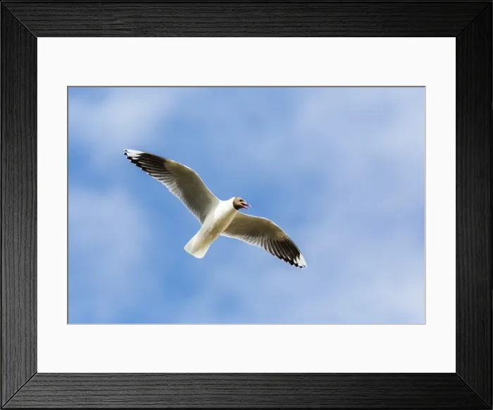 Framed Print : Adult brown-hooded gull (Larus maculipennis), Puerto Pyramides, Peninsula Valdes, Argentina, South America Framed Print : Adult brown-hooded gull (Larus maculipennis), Puerto Pyramides, Peninsula Valdes, Argentina, South America