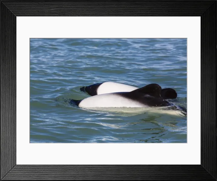 Framed Print : Adult Commersons dolphins (Cephalorhynchus commersonii), Rio Deseado, Puerto Deseado, Santa Cruz, Patagonia, Argentina, South America Framed Print : Adult Commersons dolphins (Cephalorhynchus commersonii), Rio Deseado, Puerto Deseado, Santa Cruz, Patagonia, Argentina, South America