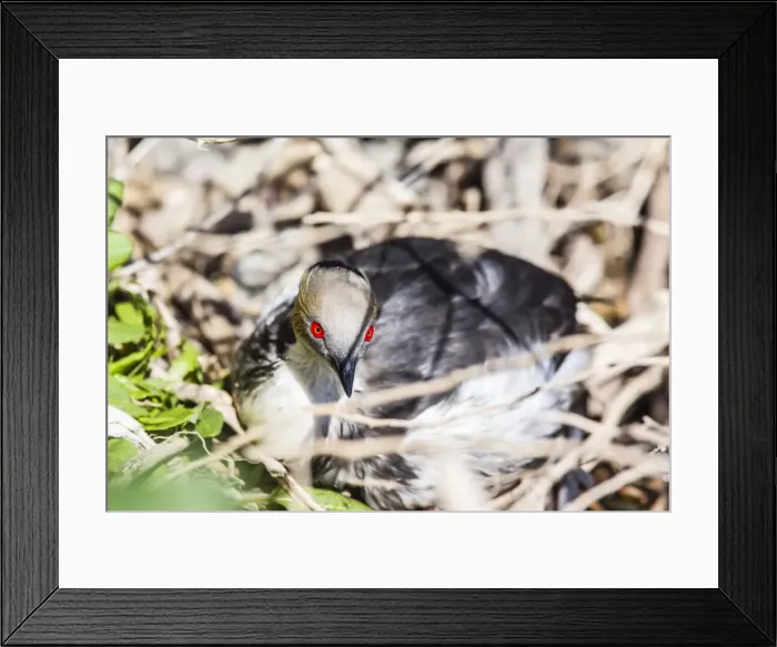 Framed Print : Adult silvery grebe (Podiceps occipitalis), Puerto Madryn, Patagonia, Argentina, South America Framed Print : Adult silvery grebe (Podiceps occipitalis), Puerto Madryn, Patagonia, Argentina, South America