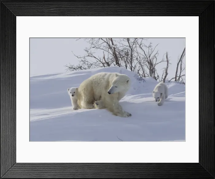 Framed Print : Polar bear (Ursus maritimus) and cubs, Wapusk National Park, Churchill, Hudson Bay, Manitoba, Canada, North America Framed Print : Polar bear (Ursus maritimus) and cubs, Wapusk National Park, Churchill, Hudson Bay, Manitoba, Canada, North America