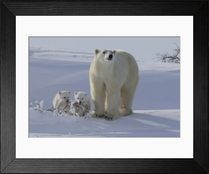 Framed Print : Polar bear (Ursus maritimus) and cubs, Wapusk National Park, Churchill, Hudson Bay, Manitoba, Canada, North America Framed Print : Polar bear (Ursus maritimus) and cubs, Wapusk National Park, Churchill, Hudson Bay, Manitoba, Canada, North America