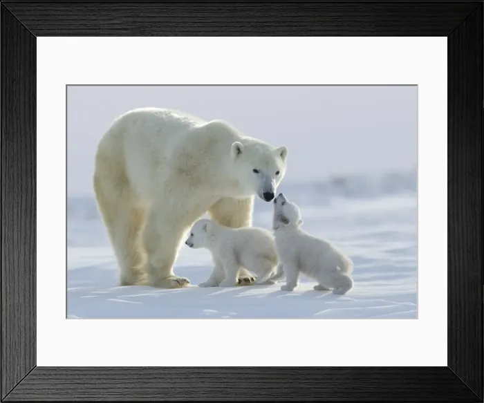 Framed Print : Polar bear (Ursus maritimus) and cubs, Wapusk National Park, Churchill, Hudson Bay, Manitoba, Canada, North America Framed Print : Polar bear (Ursus maritimus) and cubs, Wapusk National Park, Churchill, Hudson Bay, Manitoba, Canada, North America