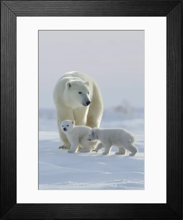 Framed Print : Polar bear (Ursus maritimus) and cubs, Wapusk National Park, Churchill, Hudson Bay, Manitoba, Canada, North America Framed Print : Polar bear (Ursus maritimus) and cubs, Wapusk National Park, Churchill, Hudson Bay, Manitoba, Canada, North America