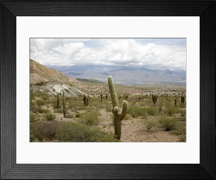 Framed Print : Landscape in Los Cardones National Park, Salta Province, Argentina, South America Framed Print : Landscape in Los Cardones National Park, Salta Province, Argentina, South America