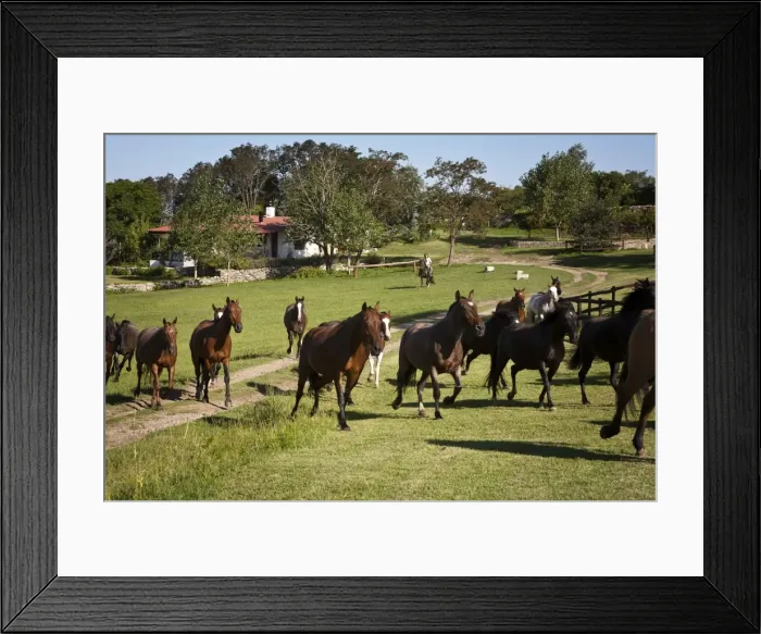 Framed Print : Horses at Estancia Los Potreros, Cordoba Province, Argentina, South America Framed Print : Horses at Estancia Los Potreros, Cordoba Province, Argentina, South America