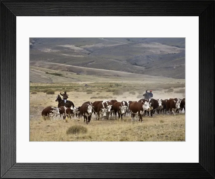 Framed Print : Gauchos with cattle at the Huechahue Estancia, Patagonia, Argentina, South America Framed Print : Gauchos with cattle at the Huechahue Estancia, Patagonia, Argentina, South America