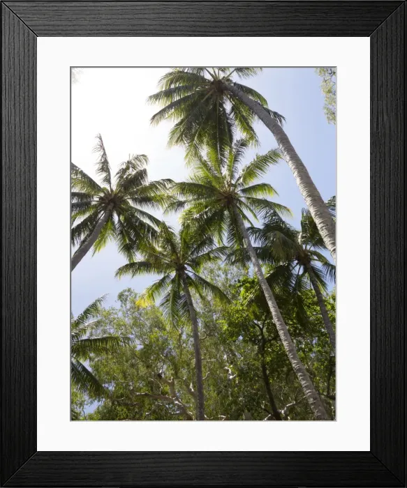 Framed Print : Palm trees on beach at Palm Cove, Cairns, North Queensland, Australia, Pacific Framed Print : Palm trees on beach at Palm Cove, Cairns, North Queensland, Australia, Pacific
