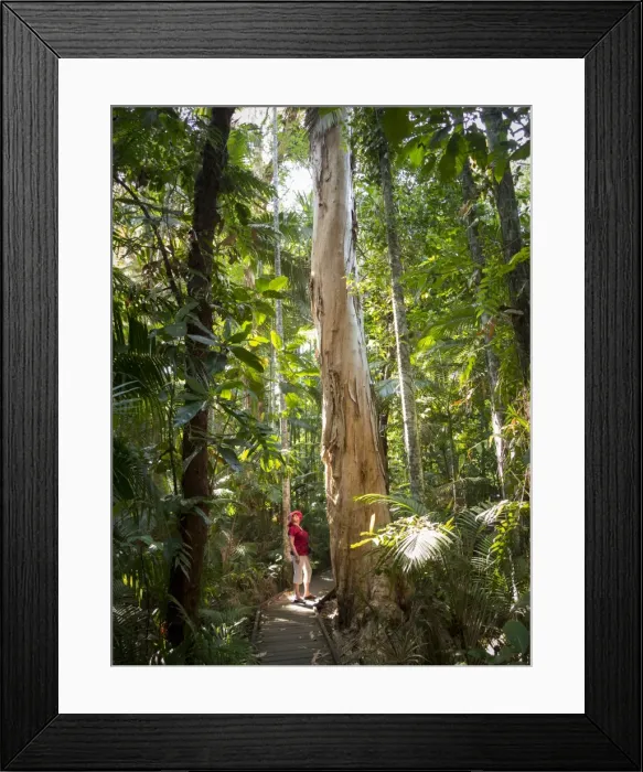 Framed Print : Woman looking at Eucalyptus tree in Flecker Botanic Gardens, Cairns, North Queensland, Australia, Pacific Framed Print : Woman looking at Eucalyptus tree in Flecker Botanic Gardens, Cairns, North Queensland, Australia, Pacific