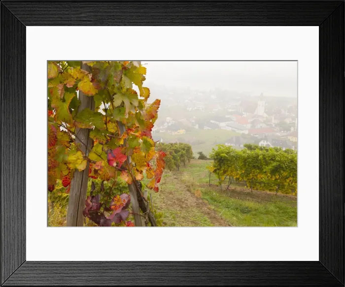 Framed Print : Vineyards above Spitz an der Danau, Wachau, Austria, Europe Framed Print : Vineyards above Spitz an der Danau, Wachau, Austria, Europe