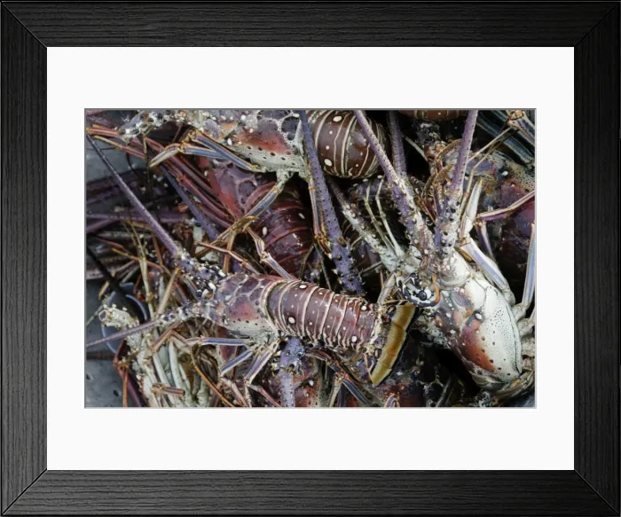 Framed Print : Lobsters, Anegada Island, British Virgin Islands, West Indies, Caribbean, Central America