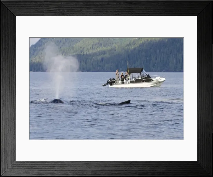Framed Print : Fishermen watching humpback whales in Quatsino Sound, Port Alice, Vancouver Island, British Columbia, Canada, North America Framed Print : Fishermen watching humpback whales in Quatsino Sound, Port Alice, Vancouver Island, British Columbia, Canada, North America