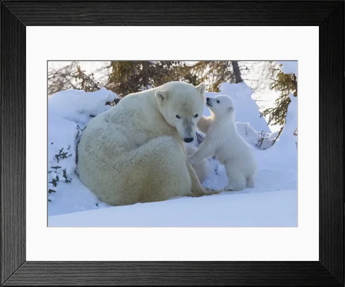 Framed Print : Polar bear (Ursus maritimus) and cubs, Wapusk National Park, Churchill, Hudson Bay, Manitoba, Canada, North America Framed Print : Polar bear (Ursus maritimus) and cubs, Wapusk National Park, Churchill, Hudson Bay, Manitoba, Canada, North America