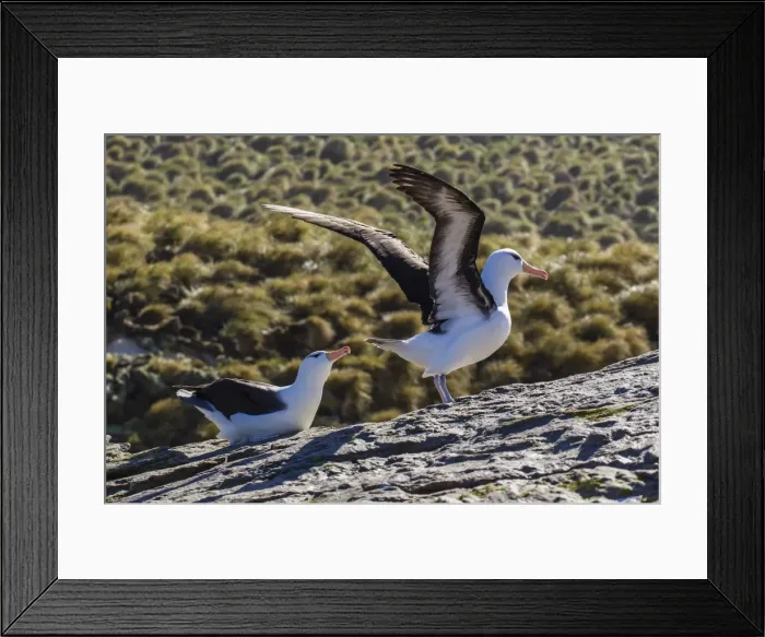 Framed Print : Adult black-browed albatross (Thalassarche melanophrys) pair, nesting site on New Island, Falklands, South Atlantic Ocean, South America Framed Print : Adult black-browed albatross (Thalassarche melanophrys) pair, nesting site on New Island, Falklands, South Atlantic Ocean, South America