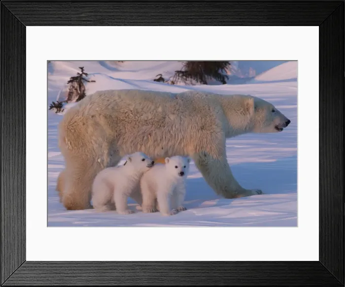Framed Print : Polar bear (Ursus maritimus) and cubs, Wapusk National Park, Churchill, Hudson Bay, Manitoba, Canada, North America Framed Print : Polar bear (Ursus maritimus) and cubs, Wapusk National Park, Churchill, Hudson Bay, Manitoba, Canada, North America