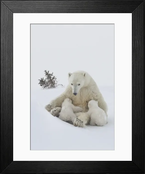 Framed Print : Polar bear (Ursus maritimus) and cubs, Wapusk National Park, Churchill, Hudson Bay, Manitoba, Canada, North America Framed Print : Polar bear (Ursus maritimus) and cubs, Wapusk National Park, Churchill, Hudson Bay, Manitoba, Canada, North America