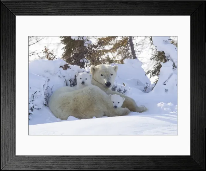 Framed Print : Polar bear (Ursus maritimus) and cubs, Wapusk National Park, Churchill, Hudson Bay, Manitoba, Canada, North America Framed Print : Polar bear (Ursus maritimus) and cubs, Wapusk National Park, Churchill, Hudson Bay, Manitoba, Canada, North America